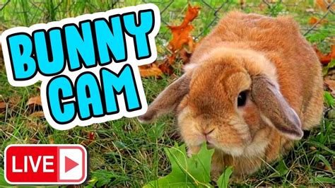 rabbiscams|Live Sex Webcams From Rabbits Webcams.